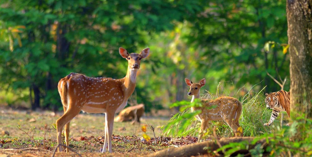 North India Wildlife & National Parks Tour
