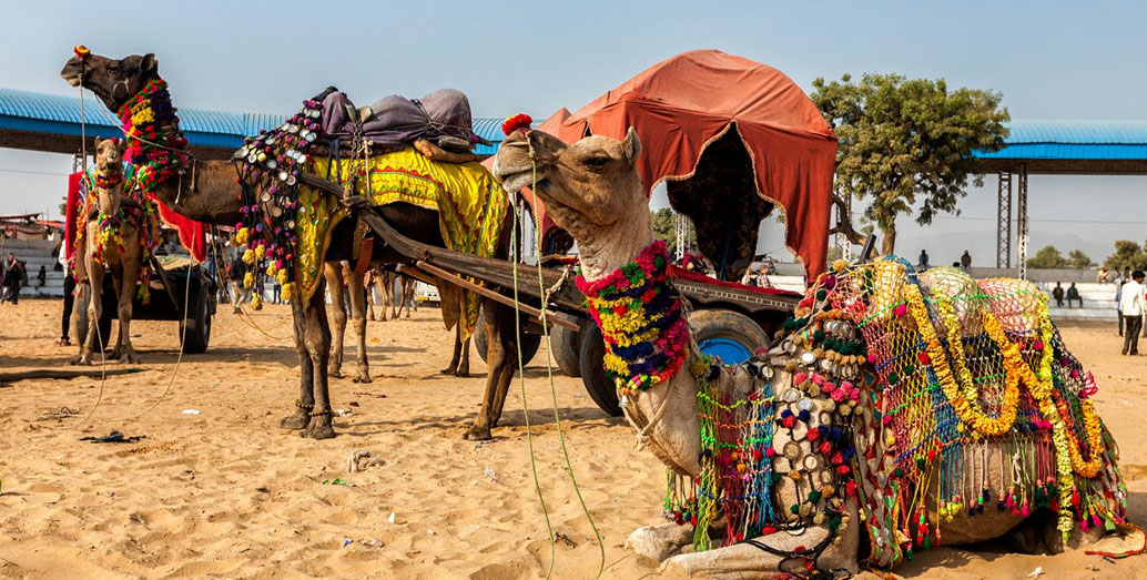 Classique Rajasthan Tour with Pushkar Fair – 16 Days Forts, Palaces & Cultural Journey