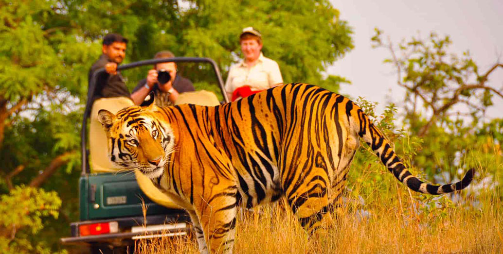 Wildlife & Heritage Rajasthan Tour – 10 Days Jaipur, Ranthambore, Bharatpur Bird Sanctuary & Agra