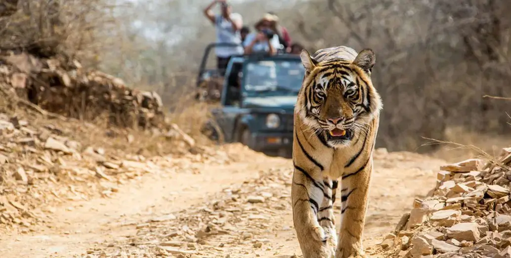 Golden Triangle with Ranthambore