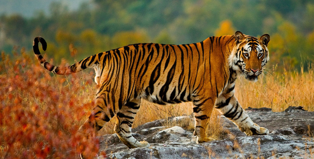 South India Wildlife & Coffee Plantation Tour – 11 Days Kabini, Coorg, Wayanad & Ooty