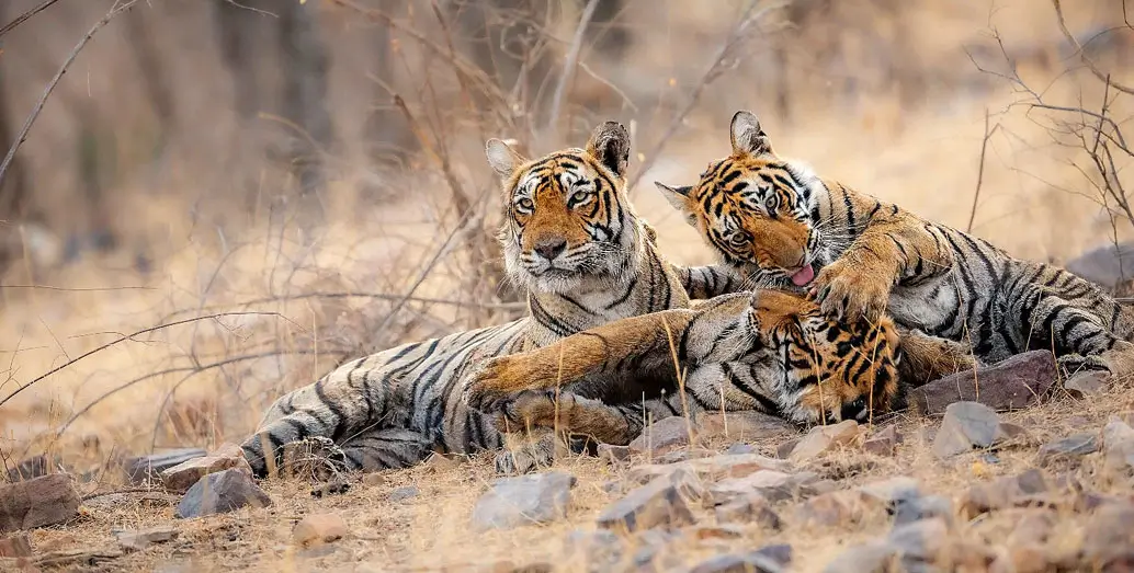 The Wild Heritage Route