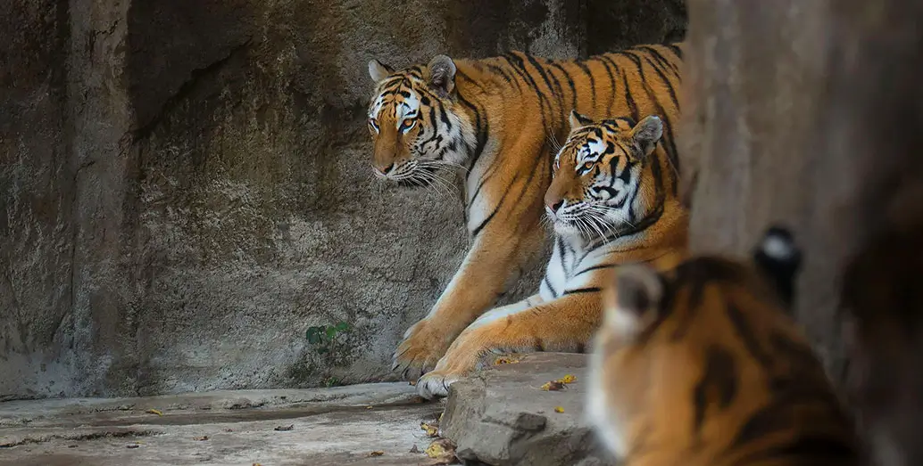 Royal Rajasthan & North India Jungle Tour with Tiger Safari