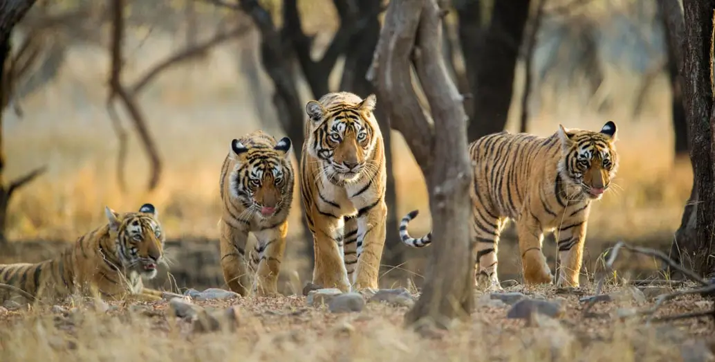 Rajasthan with Jungle Safari Tour